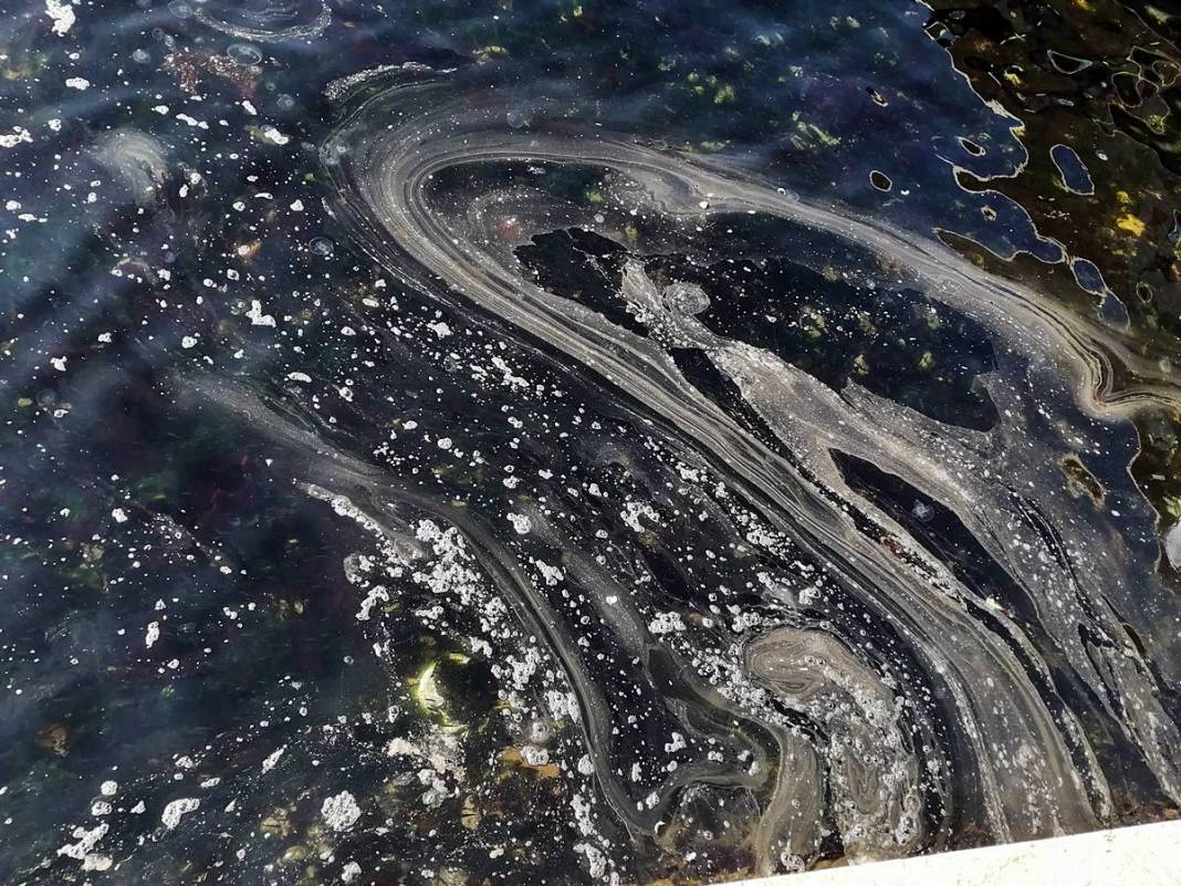 Müsilajla mücadele etmeleri için o bölgeye öbek öbek yerleştiriliyor! Bakanlık, sanayi, üniversite, TÜBİTAK işbirliği 11